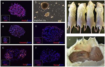 Generation of Neural Progenitor Cells From Canine Induced Pluripotent Stem Cells and Preliminary Safety Test in Dogs With Spontaneous Spinal Cord Injuries